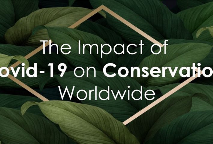 Webinar : The impact of Covid-19 on conservation worldwide