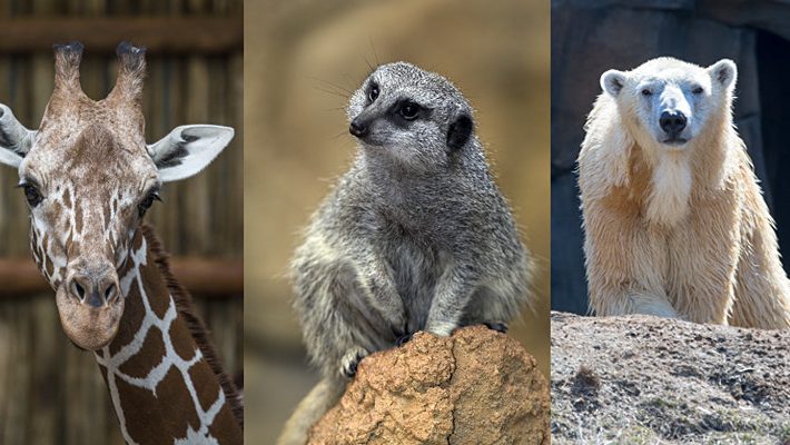 Virtual Meet-and-Greet a Lincoln Park Zoo Animal: Live from Walter Family Arctic Tundra with the Polar Bears